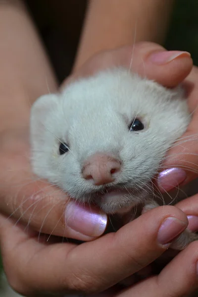 Cute ferret in female hands — Stock Photo, Image