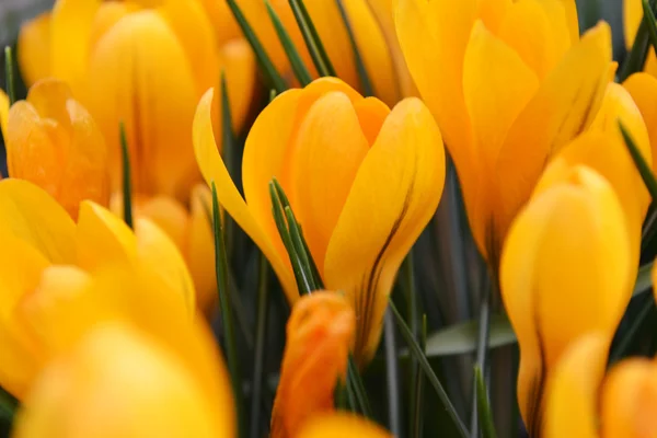 Krokus kwiat żółty — Zdjęcie stockowe