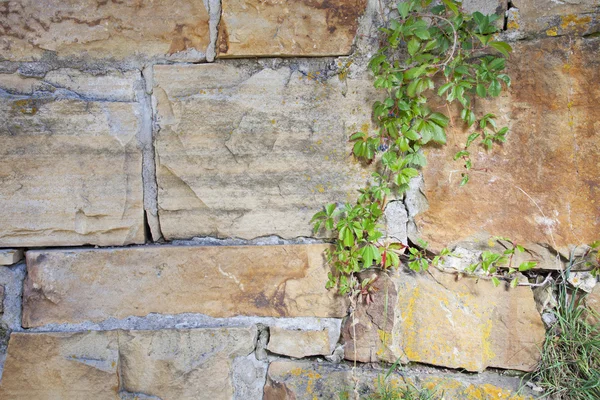 Sandstone wall and vine — Stock Photo, Image