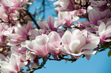 Magnolia blossom clipart