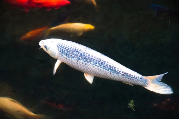 정원 연못에서 배고픈 koi 물고기 — 스톡 사진