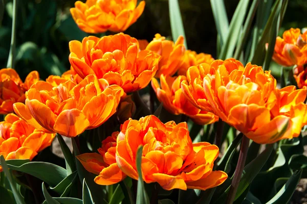 赤オレンジ色のチューリップの庭 — ストック写真