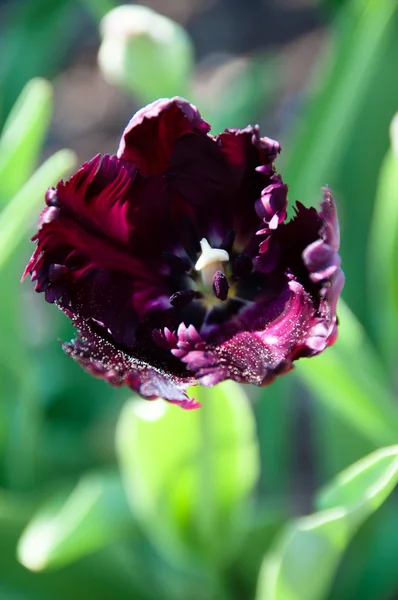 Tulipa roxa no jardim — Fotografia de Stock