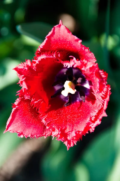 Red Tulip in Garden — Stock Photo, Image