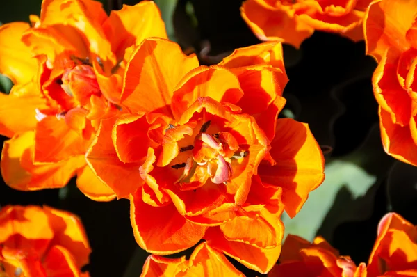 赤オレンジ色のチューリップの庭 — ストック写真