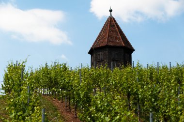 Vineyard with Melac Tower in Obert clipart