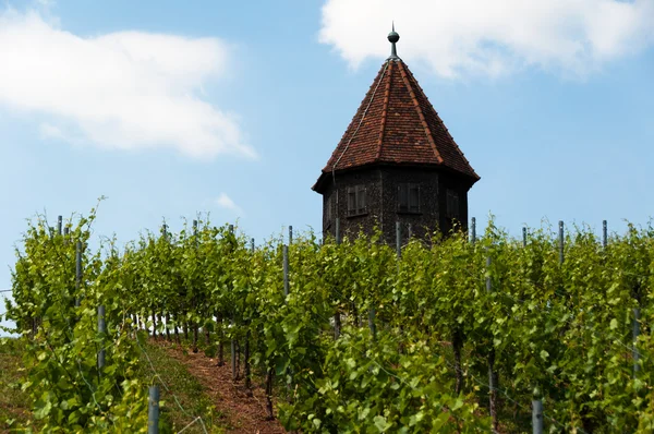 Vineyard with Melac Tower in Obert — Stock Photo, Image