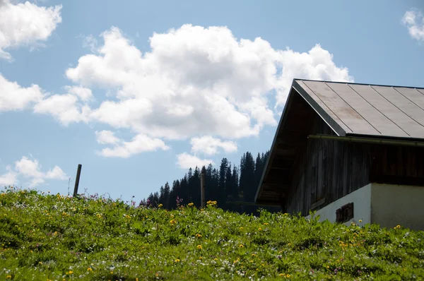 Pastwiska alpejskie — Zdjęcie stockowe