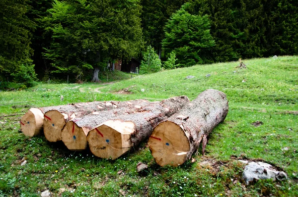 Färsk skuren träd loggar — Stockfoto