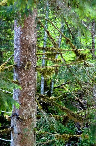 Árvore coberta de musgo — Fotografia de Stock
