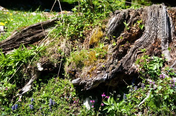 Tocón de árbol alpino —  Fotos de Stock