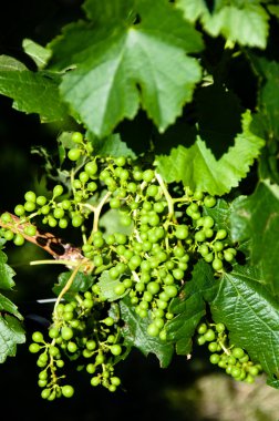 Small Green Grapes in Vineyard clipart