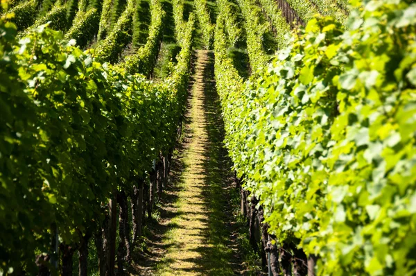 Wijngaarden in de vroege zomer — Stockfoto