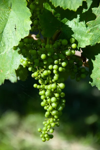 Маленький зеленый виноград в винограднике — стоковое фото