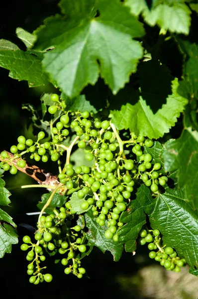 stock image Small Green Grapes in Vineyard