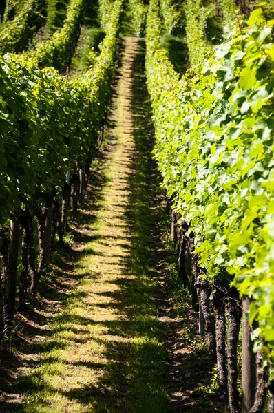 Wineyards In Early Summer — Stock Photo, Image
