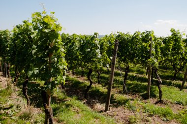 erken yaz aylarında Wineyards