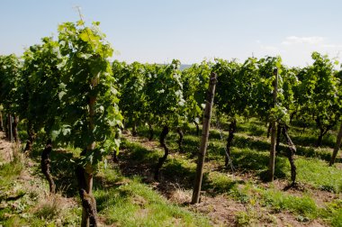 Wineyards In Early Summer clipart