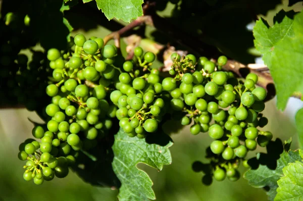 Маленький зеленый виноград в винограднике летом — стоковое фото