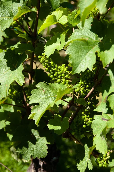 Pequenas uvas verdes em vinhedo no verão — Fotografia de Stock