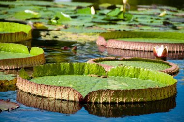 Victoria regia - nilüferler