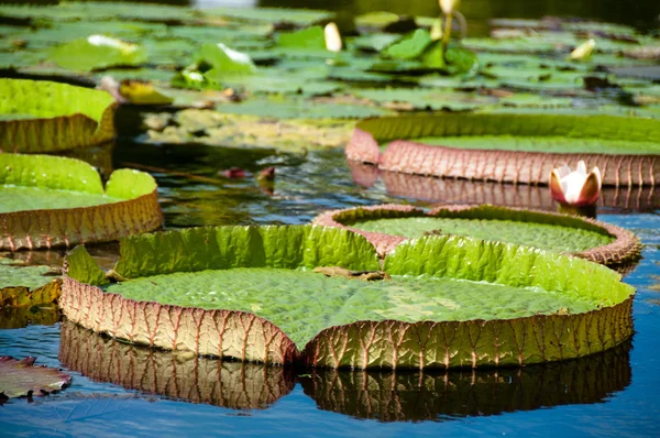 Victoria Regia - Water lilies — Stock Photo, Image