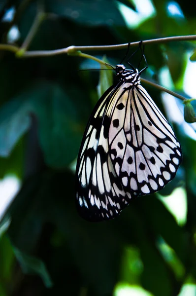 stock image Butterfly