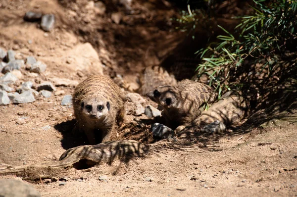 Meerkats playing — Stock Photo, Image