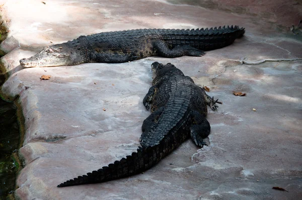 Krokodiller – stockfoto