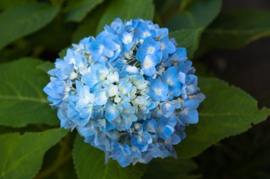 Beautiful blue Hortensia clipart