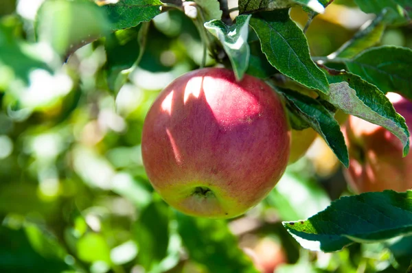 stock image Apple on tree