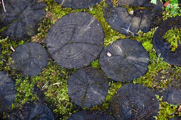 Mossy Log — Fotografie, imagine de stoc