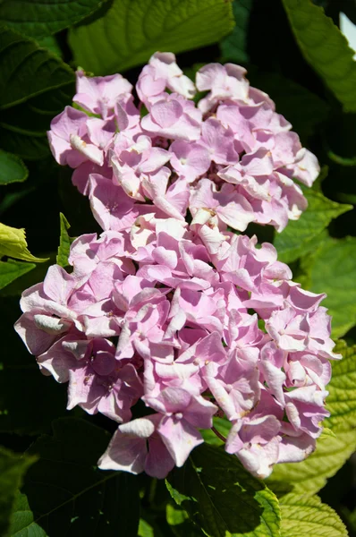 HORTENSIA çiçek — Stok fotoğraf