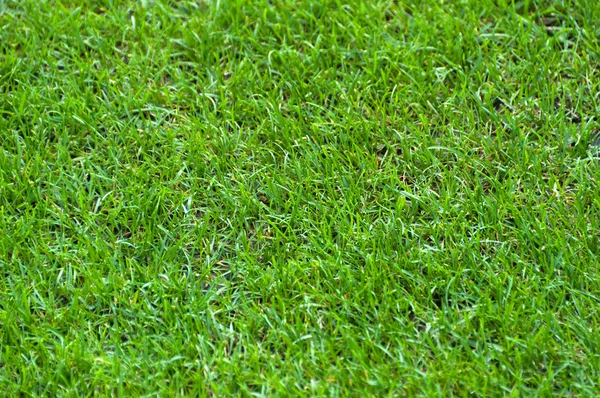 Football stadium gräs — Stockfoto