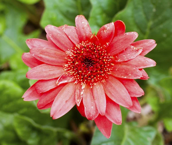 Red Daisy — Stock Photo, Image