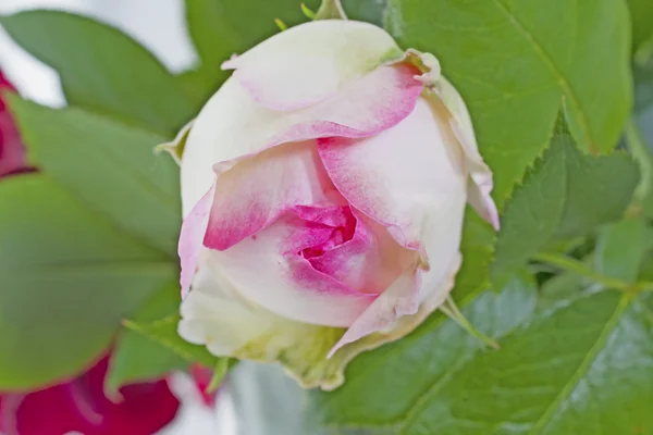 Płatek róży — Zdjęcie stockowe