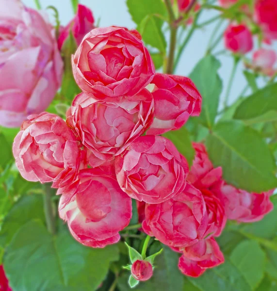 Little roses — Stock Photo, Image