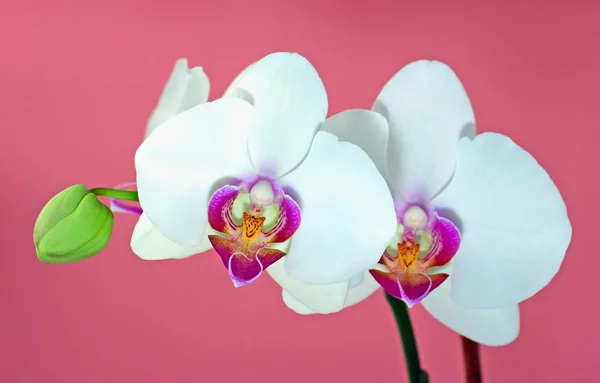 Orchidea — Foto Stock