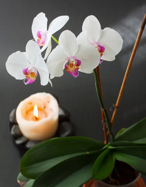 Orchidee und Kerze — Stockfoto