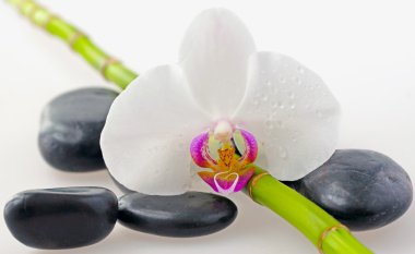 Orchid clipart