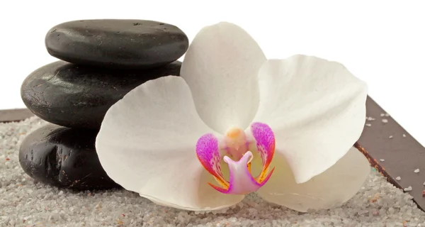 Orchidea e pietre — Foto Stock
