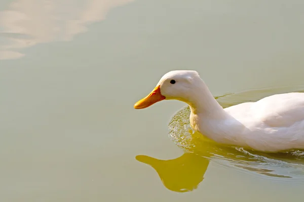 鸭鸭 — 图库照片
