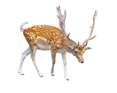 Deer clipart