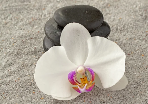 Orchidee und Stein — Stockfoto