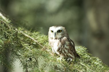 Saw-whet owl, a tiny North American owl clipart