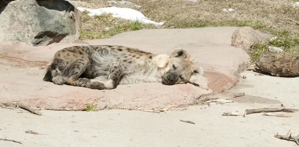 Gevlekte hyena slapen in gevangenschap — Stockfoto