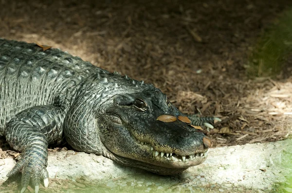 Krokodil in een dierentuin focus op de ogen — Stockfoto