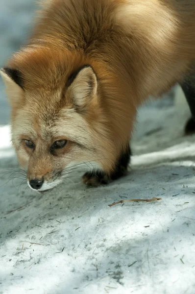Κόκκινη αλεπού στο χιόνι το χειμώνα — Φωτογραφία Αρχείου