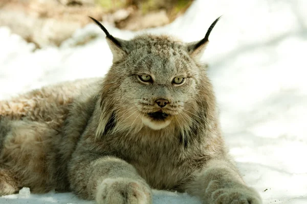 Lynx en hiver couché dans la neige — Photo