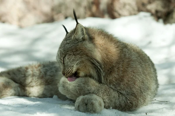 Lynx cleaning its fur in winter — Stock Photo, Image